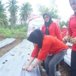 Tanam 3 OK Tanam 3 OK