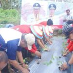 Tanam 4 OK Tanam 4 OK