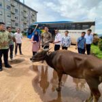 Sapi ok