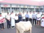 Sapi