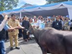 Sapi